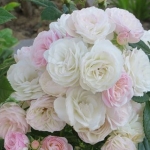 Bouquet Parfait / Букет Парфе